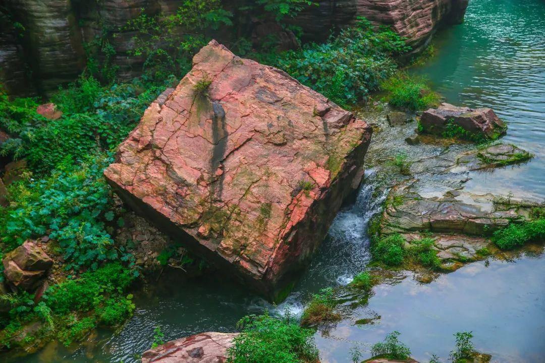 漂亮鹦鹉救援